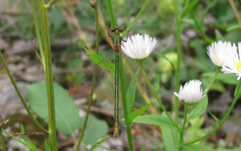 Libellules - Le leste fiancé - Lestes sponsa