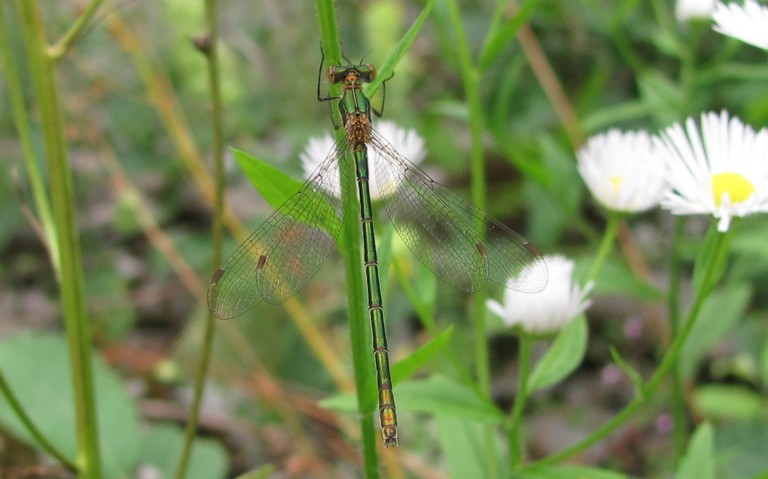 Libellules - Le leste fiancé - Lestes sponsa
