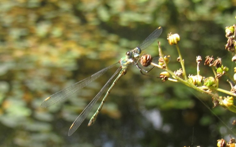 Libellules - Le leste vert - Chalcolestes viridis