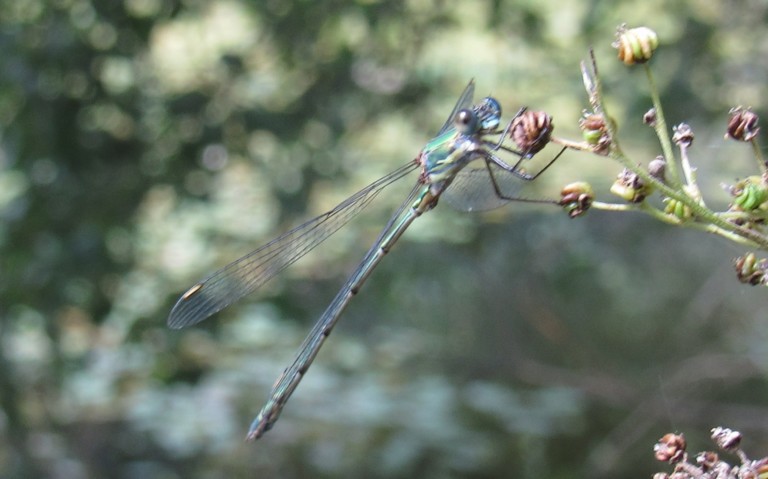 Libellules - Le leste vert - Chalcolestes viridis