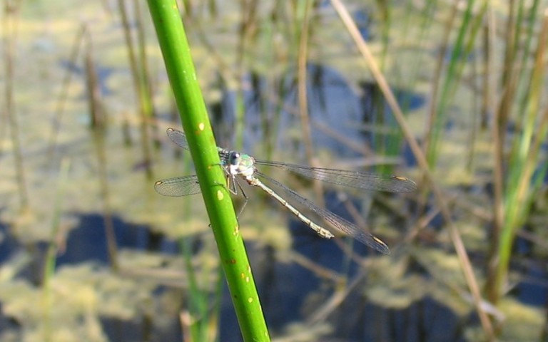 Libellules - Le leste vert - Chalcolestes viridis