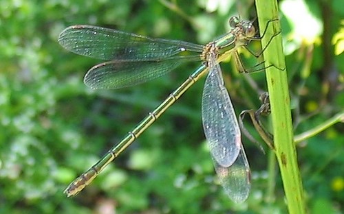 Libellules - lestides - leste vert - Chalcolestes viridis