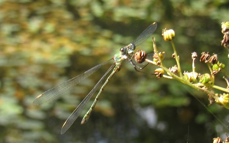 Libellules - Le leste vert - Chalcolestes viridis