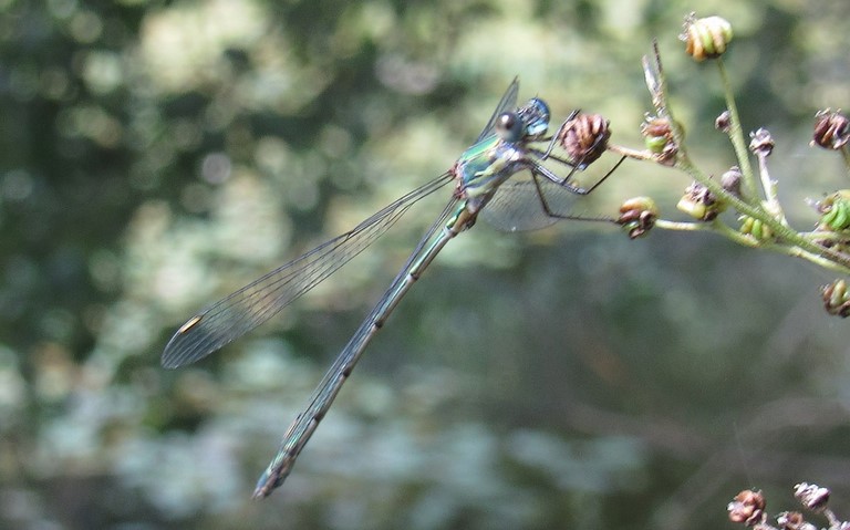 Libellules - Le leste vert - Chalcolestes viridis