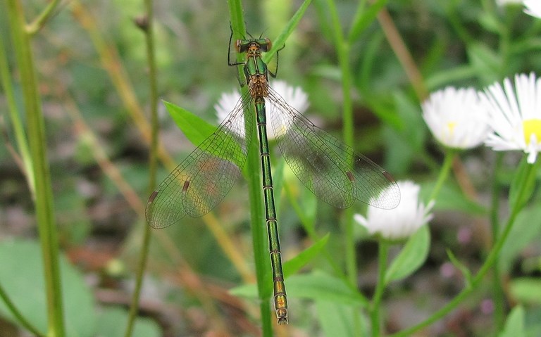 Libellules - Le leste vert - Chalcolestes viridis