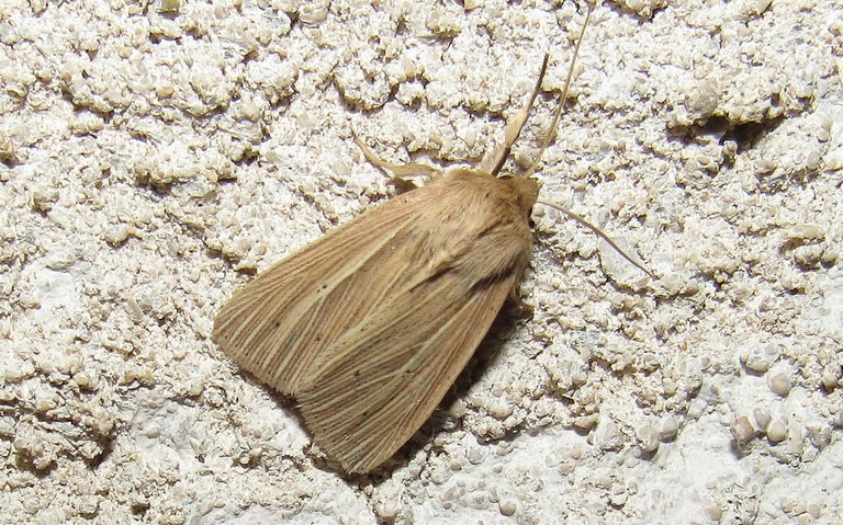 Papillons - La leucanie paillée - Mythimna straminea