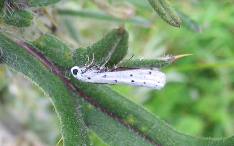 Papillons - La phycide des chardons - Myelois circumvoluta