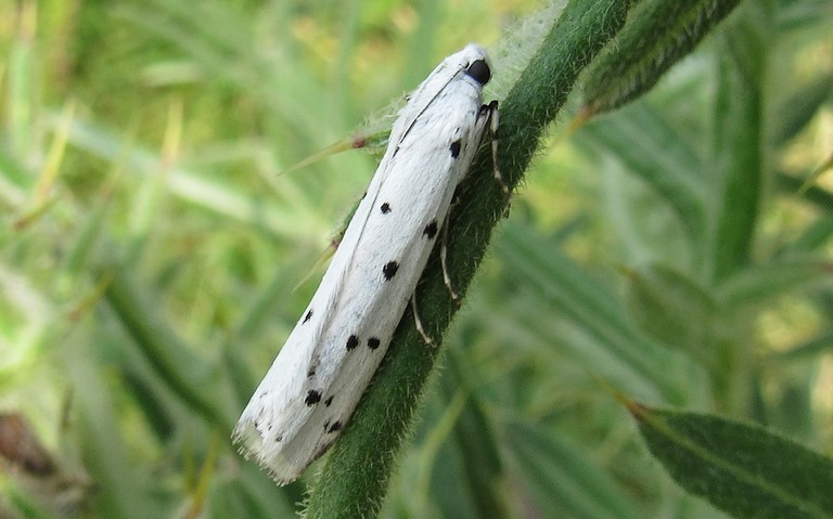 Papillons - La phycide des chardons - Myelois circumvoluta