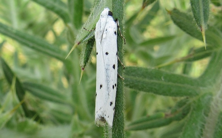 Papillons - La phycide des chardons - Myelois circumvoluta