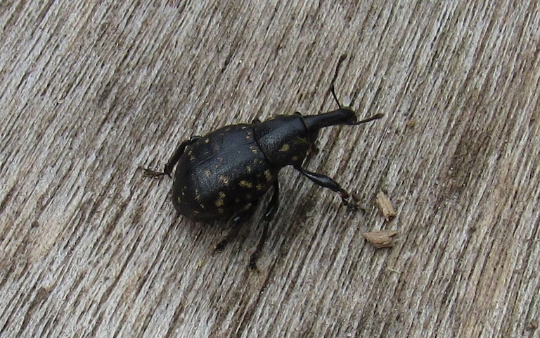 Coléoptères - Liparus sp.
