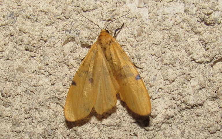 Papillons - La lithosie quadrille - Lithosia quadra - Femelle