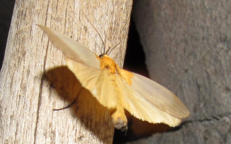 Papillons - La lithosie quadrille - Lithosia quadra - Mâle