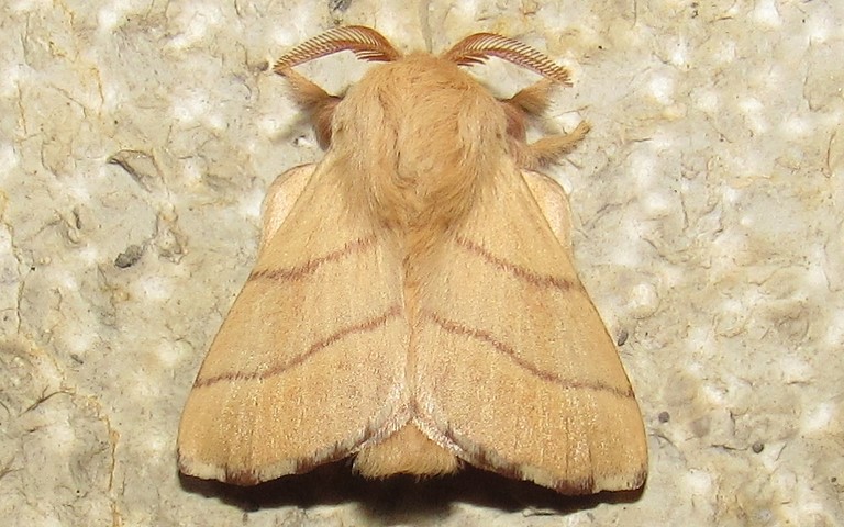 Papillons - La livrée des arbres ou Le bombyx à livrée - Malacosoma neustria