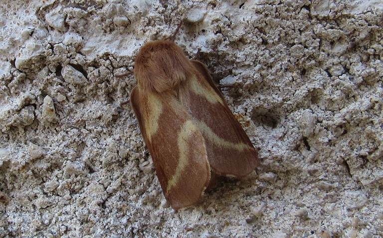 Papillons - Livrée des prés - Malacosoma castrensis - Femelle