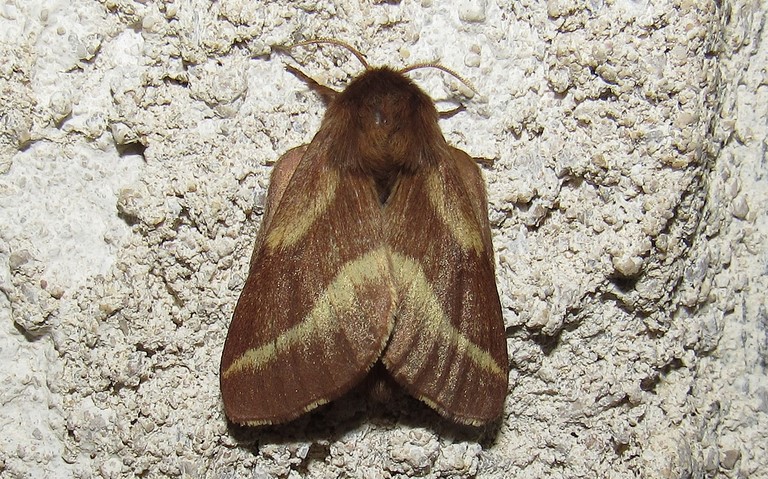 Papillons - Livrée des prés - Malacosoma castrensis - Femelle