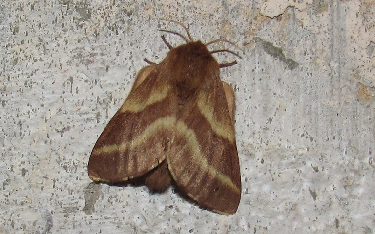 Papillons - Livrée des prés - Malacosoma castrensis - Femelle