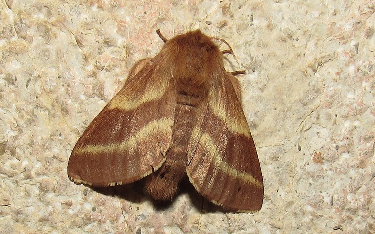 Papillons - Livrée des prés - Malacosoma castrensis - Femelle