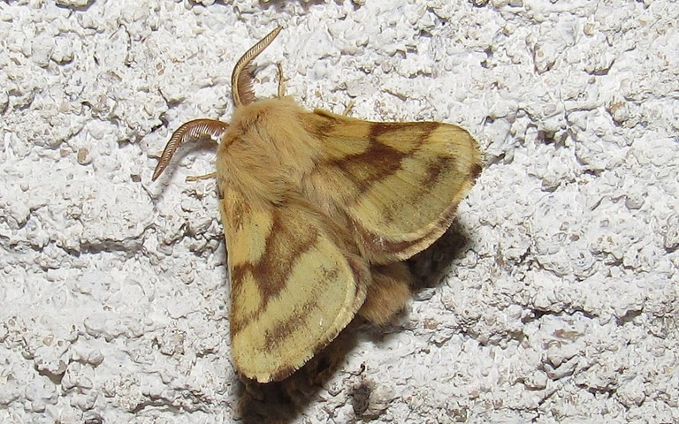 Papillons - Livrée des prés - Malacosoma castrensis - Mâle