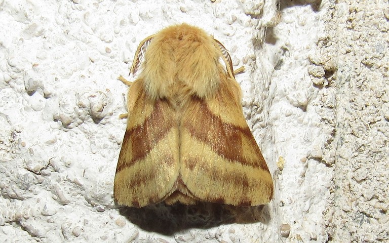Papillons - Livrée des prés - Malacosoma castrensis - Mâle