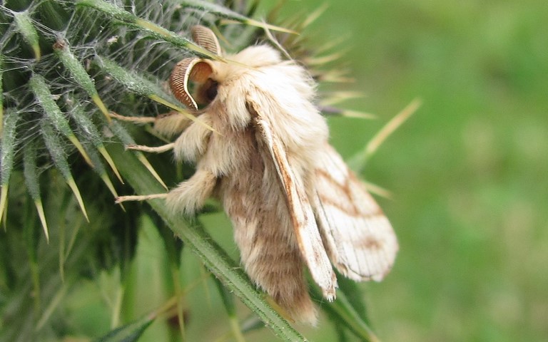 Papillons - Livrée des prés - Malacosoma castrensis - Mâle