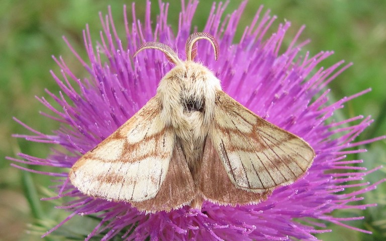 Papillons - Livree des pres - Malacosoma castrensis - Male