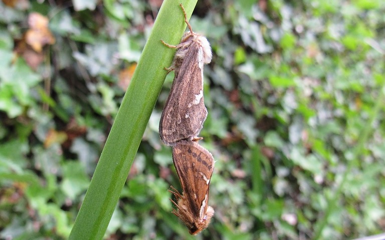 Papillons -Louvette - Korscheltellus lupulinus