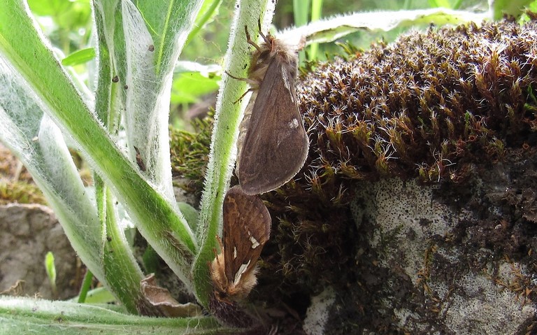 Mâle en bas - 31 mai 2023 Papillons -Louvette - Korscheltellus lupulinus
