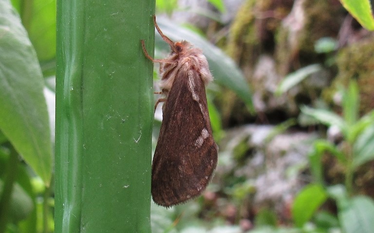Papillons -Louvette - Korscheltellus lupulinus 