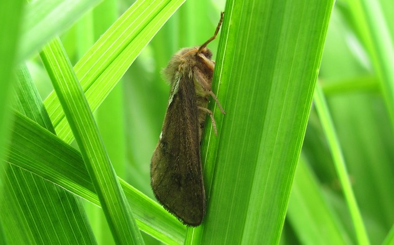 15 juin 2016 Papillons -La louvette - Korscheltellus lupulinus - Femelle