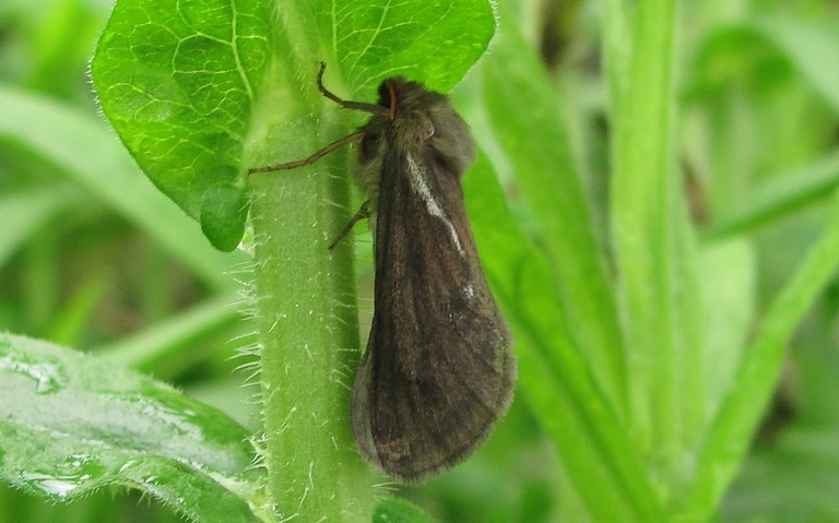 19 juin 2016 Papillons -La louvette - Korscheltellus lupulinus - Femelle