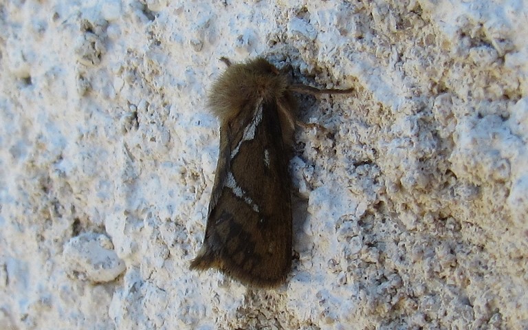 08 juin 2017 Papillons -La louvette - Korscheltellus lupulinus - Male