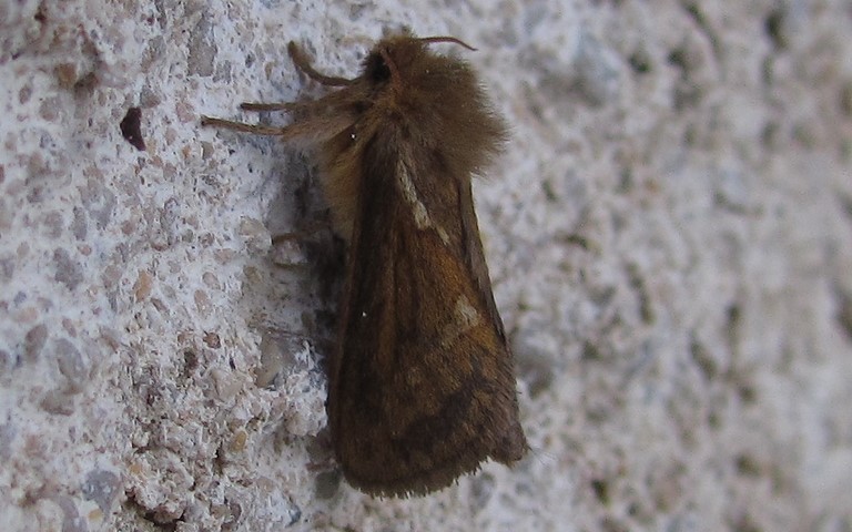 09 juin 2014 Papillons -La louvette - Korscheltellus lupulinus - Mâle