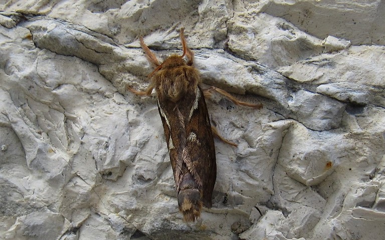 15 juin 2019 Papillons -La louvette - Korscheltellus lupulinus - Mâle