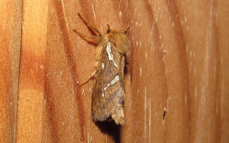 15 juin 2021 Papillons -La louvette - Korscheltellus lupulinus - Mâle