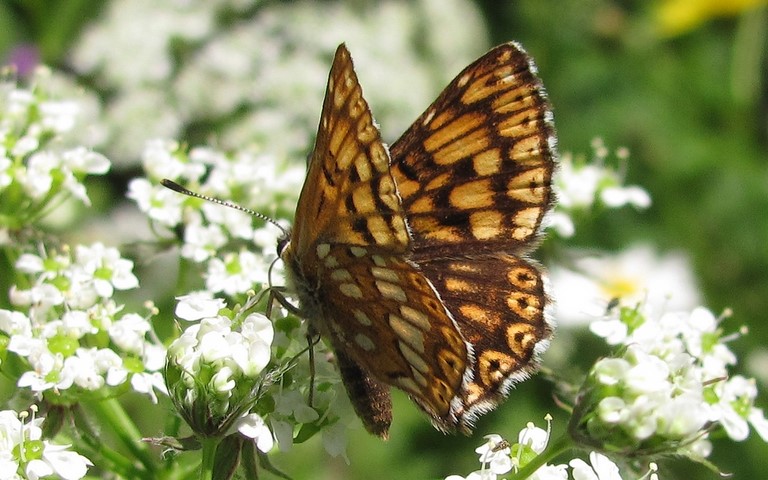 Papillons - Lucine - Hamearis lucina 
