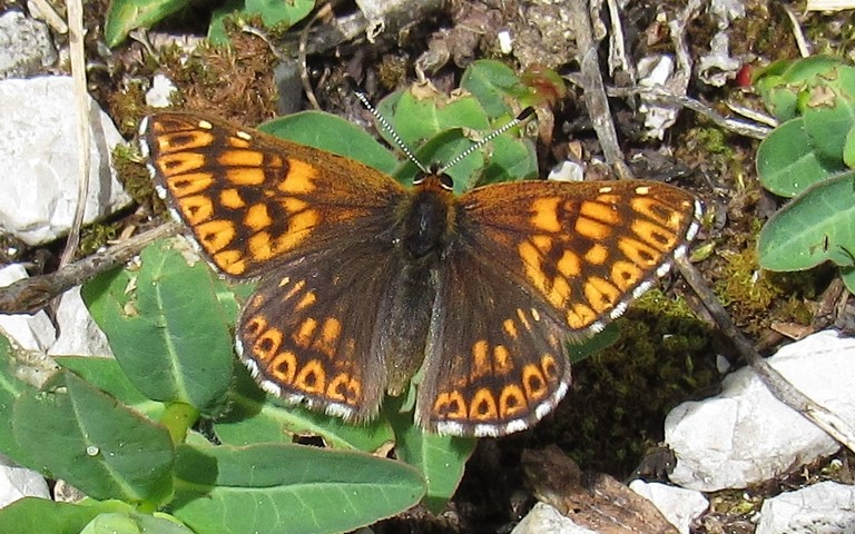 Papillons - Lucine - Hamearis lucina