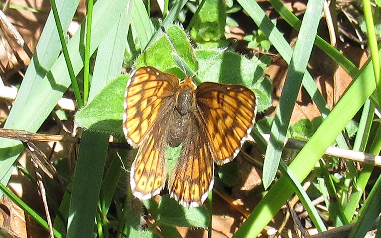 Papillons - Lucine - Hamearis Lucina 