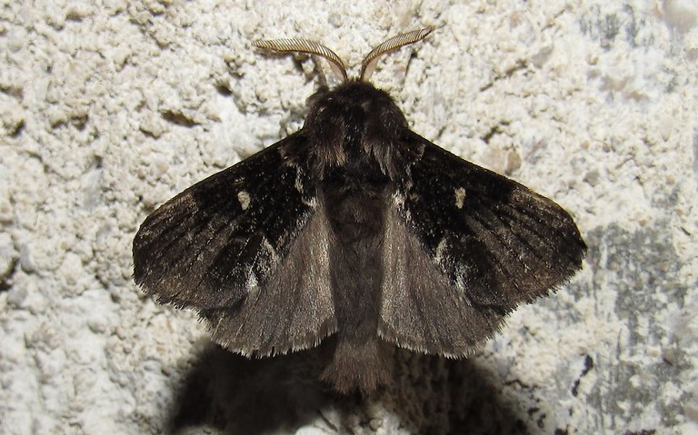 Papillons - La lunigère - Cosmotriche lobulina