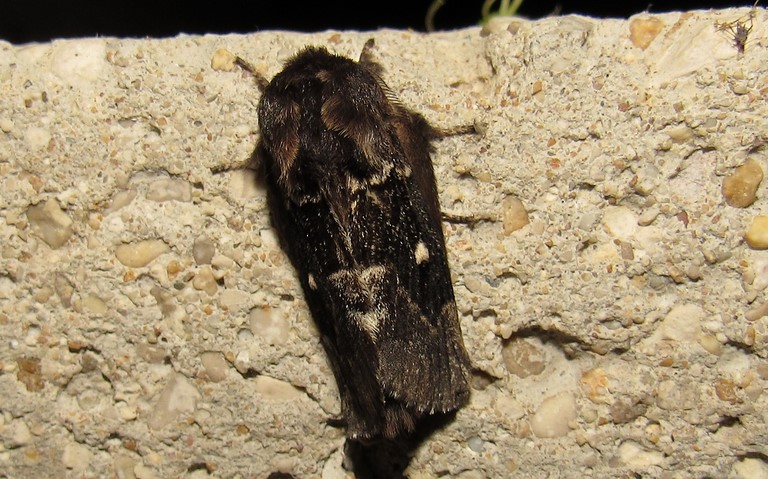 Papillons - La lunigère - Cosmotriche lobulina