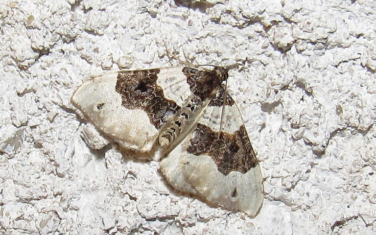 Papillons - Le lynx ou La phalène ocellée - Cosmorhoe ocellata