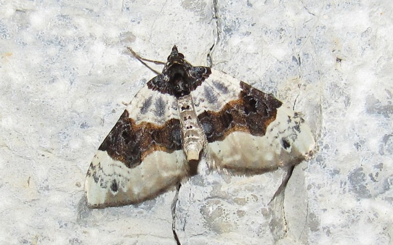 Papillons - Le lynx ou La phalène ocellée - Cosmorhoe ocellata