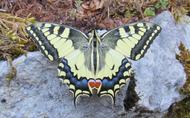 Papillons - Le machaon - Papilio machaon