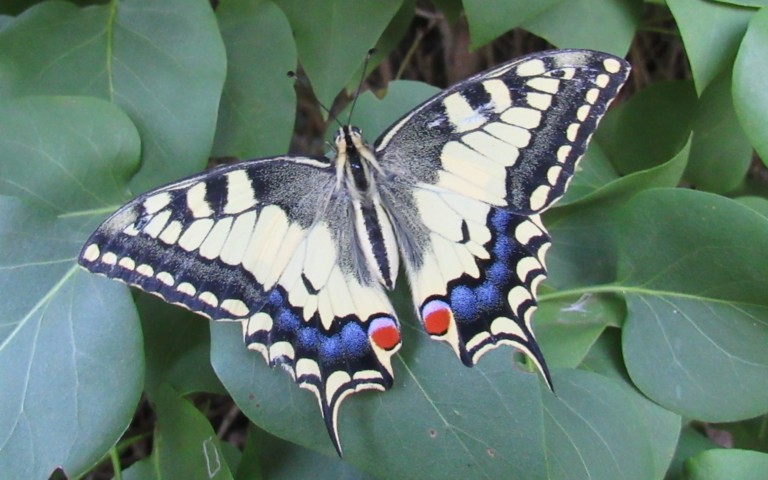 Papillons - Le machaon - Papilio machaon