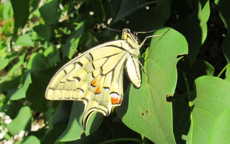 Papillons - Le machaon - Papilio machaon
