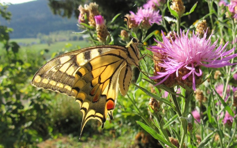 Papillons - Le machaon - Papilio machaon