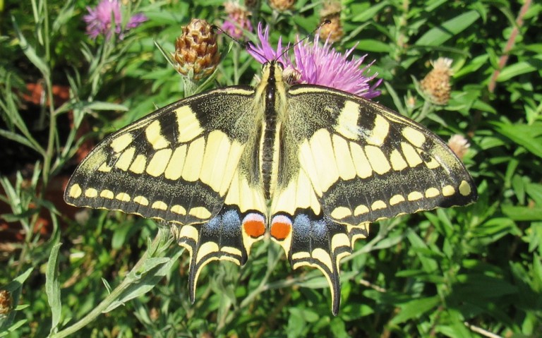 Papillons - Le machaon - Papilio machaon