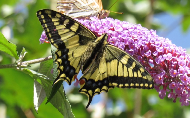 Papillons - Le machaon - Papilio machaon