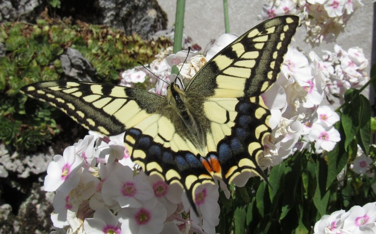 Papillons - Le machaon - Papilio machaon