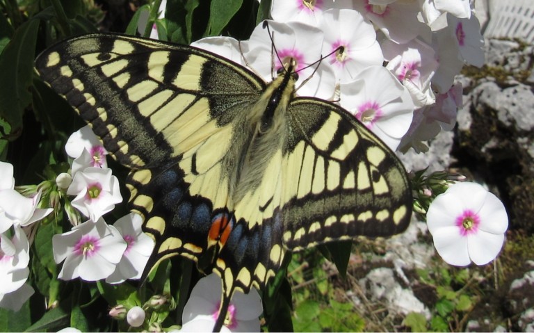 Papillons - Le machaon - Papilio machaon