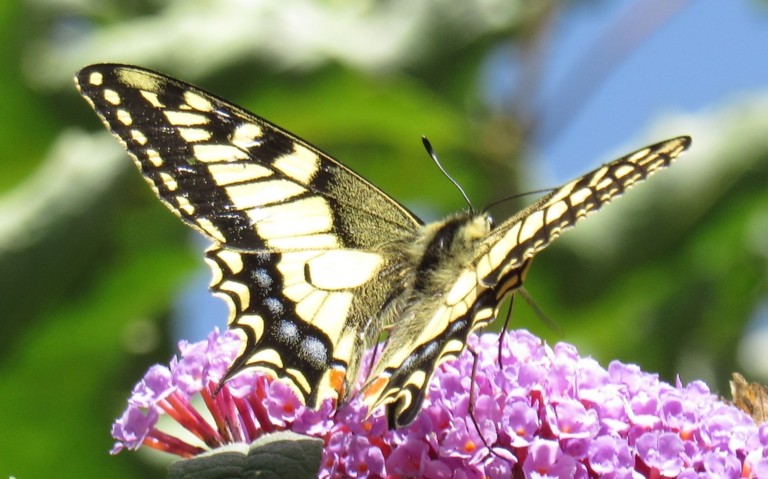 Papillons - Le machaon - Papilio machaon